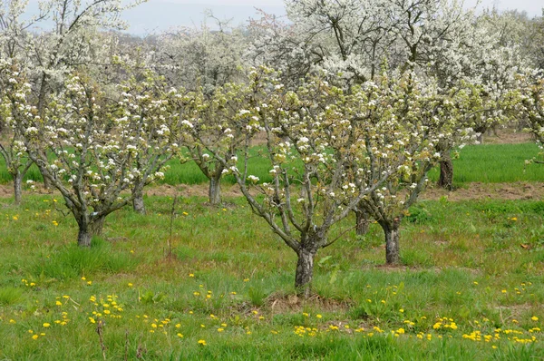 Ile de France, Vernouillet orchard in springtime — Stock Photo, Image