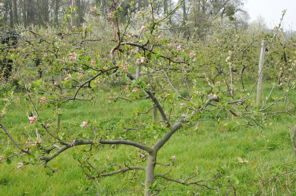Ile de france, vernouillet Obstgarten im Frühling — Stockfoto