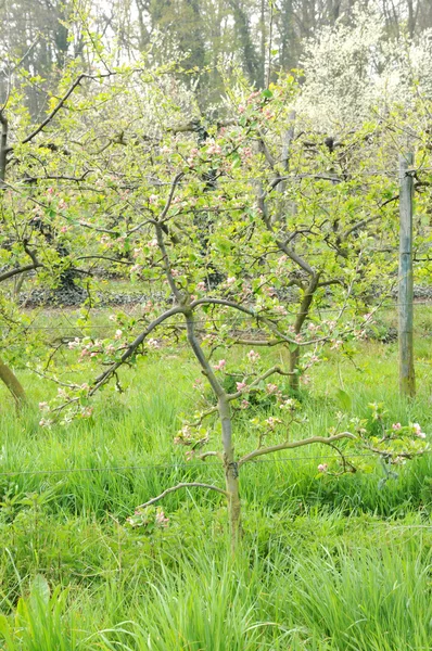 stock image Ile de France, Vernouillet orchard in springtime