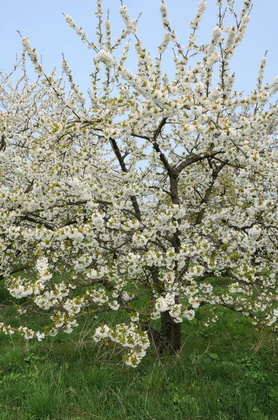 Ile de France, frutteto Vernouillet in primavera — Foto Stock