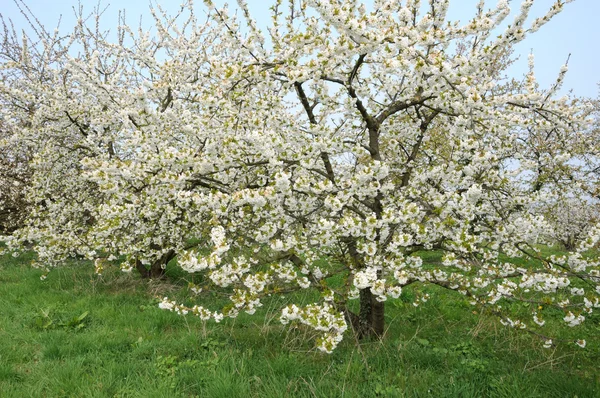 Ile de France, Vernouillet gyümölcsös, tavasz — Stock Fotó