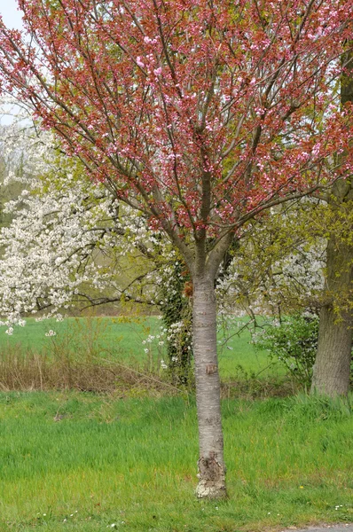 stock image Ile de France, Vernouillet orchard in springtime