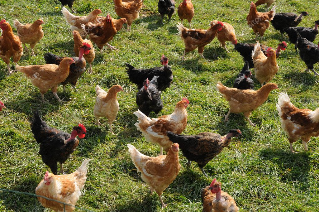 France, poultry farming in Brueil en Vexin — Stock Photo © packshot ...