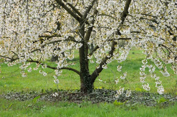 Ile de France, Vernouillet orchard in springtime — Stock Photo, Image