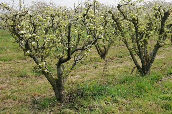 Ile de France, frutteto Vernouillet in primavera — Foto Stock