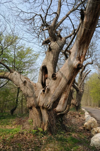 stock image Vernouillet, old trees in rue du Bois de l Aulnay