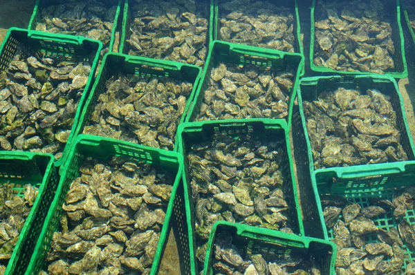 Francia, cultura de la ostra en Cap Ferret — Foto de Stock
