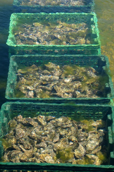 法国文化的牡蛎中章雪貂 — 图库照片