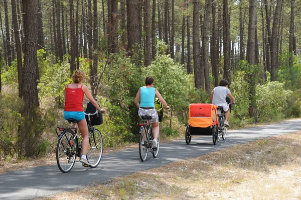 Stock image France, maritime pines in La foret des Landes