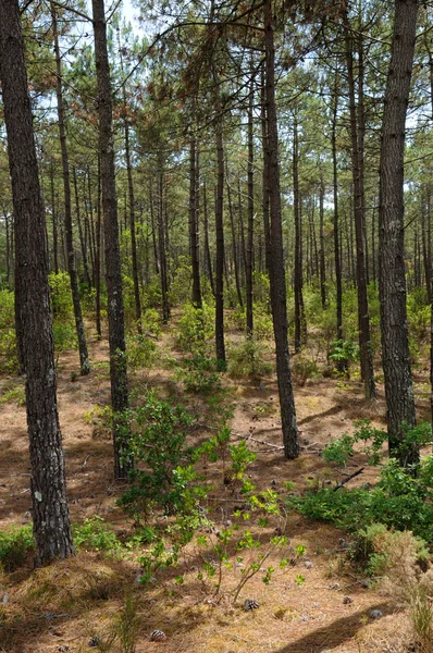 stock image France, maritime pines in La foret des Landes