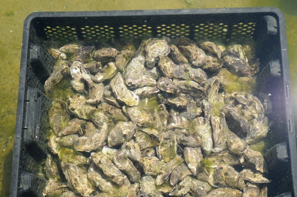 Франція, культура oyster в Кап Ferret — стокове фото
