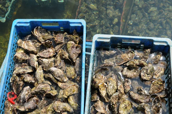 stock image France, culture of oyster in Cap Ferret