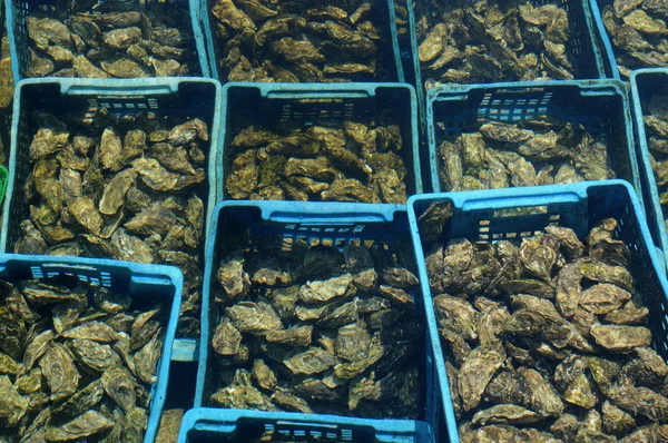 Франція, культура oyster в Кап Ferret — стокове фото