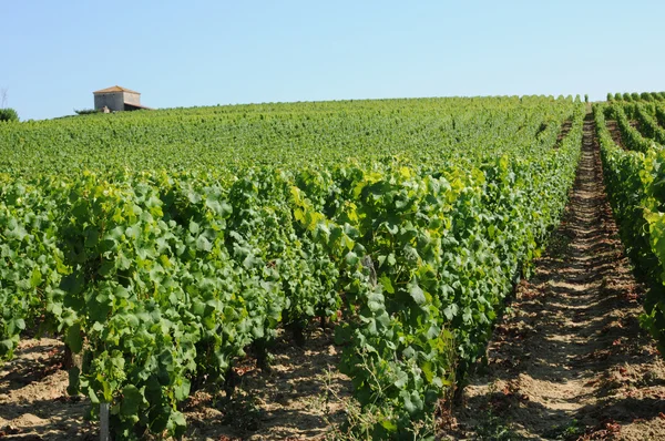 Francie, vinice sauternais v létě — Stock fotografie
