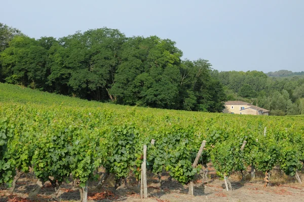 Francia, el viñedo de Sauternais en verano — Foto de Stock