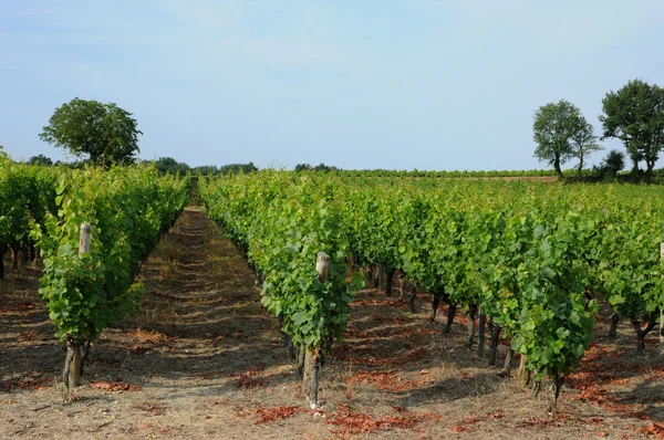 Виноградник Sauternais влітку — стокове фото