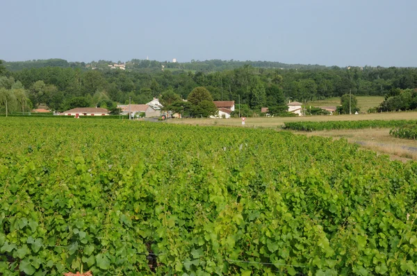 Der Weinberg von Sauternais im Sommer — Stockfoto