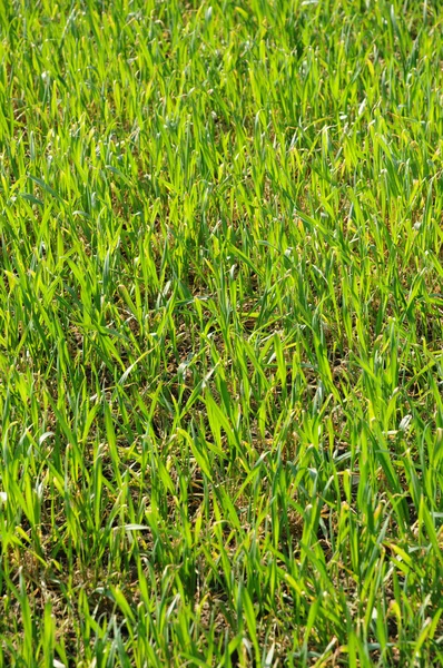 stock image Wheat in the blade in a field