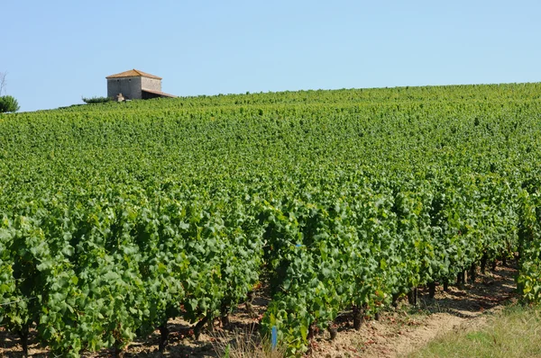 法国的葡萄园夏季 sauternais — 图库照片