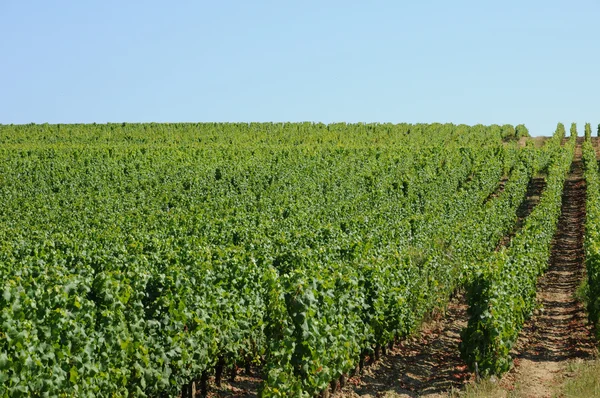 Frankrijk, de wijngaard van sauternais in de zomer — Stockfoto