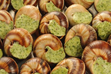 Bourgogne snails clipart