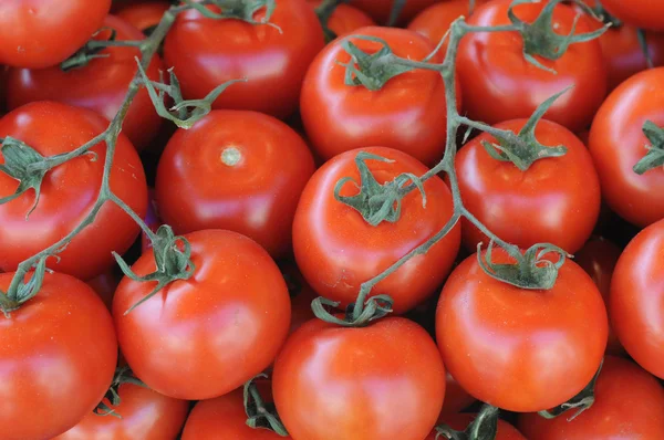 stock image Tomato