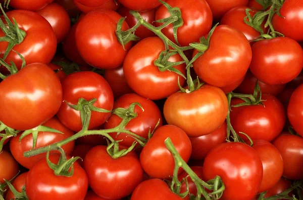 stock image Tomato