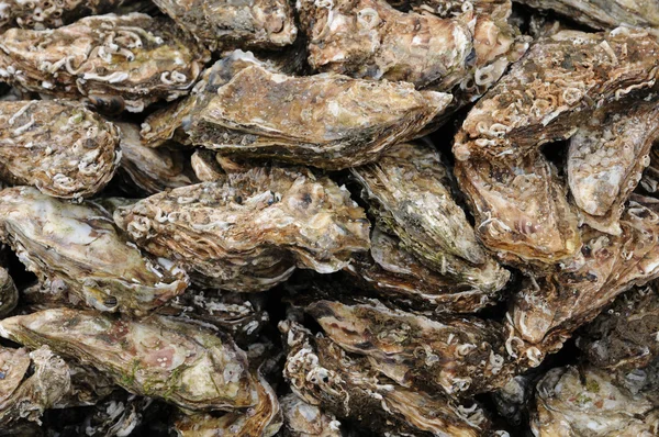 Oyster — Stock Photo, Image