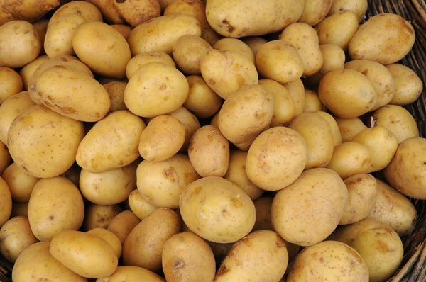 stock image Potato