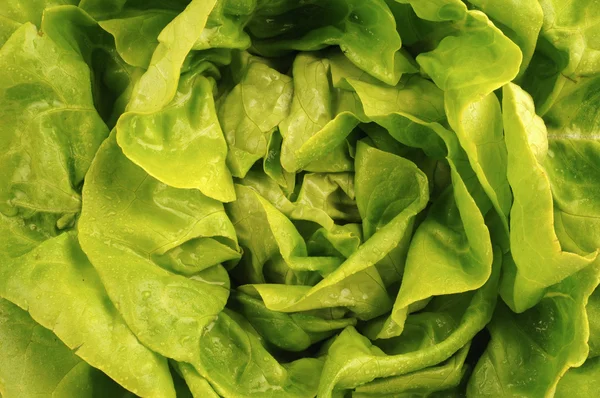 Sluiten van salade — Stockfoto