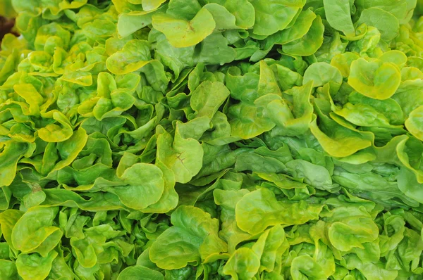 Sluiten van salade — Stockfoto