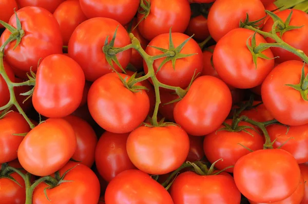 Tomat — Stockfoto