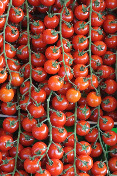 stock image Tomato