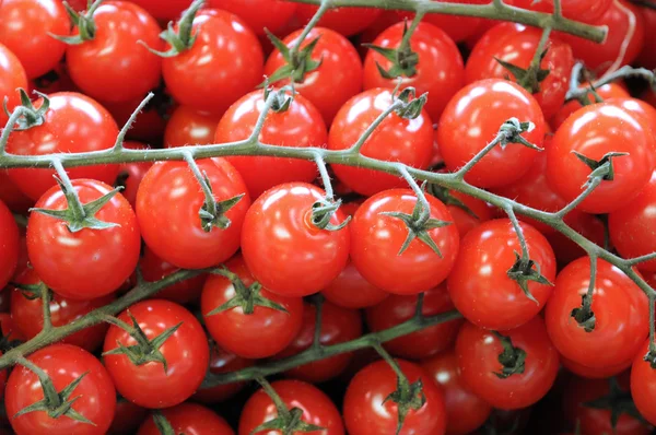 stock image Tomato