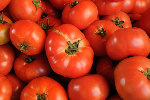 stock image Tomato