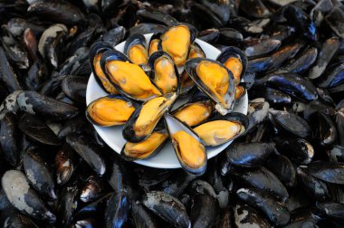 Mussel clipart