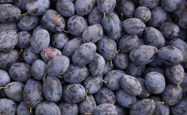 stock image Close up of Plum