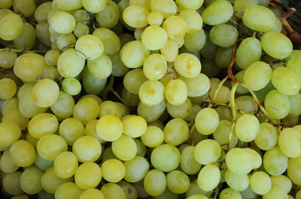 stock image Close up of Grape