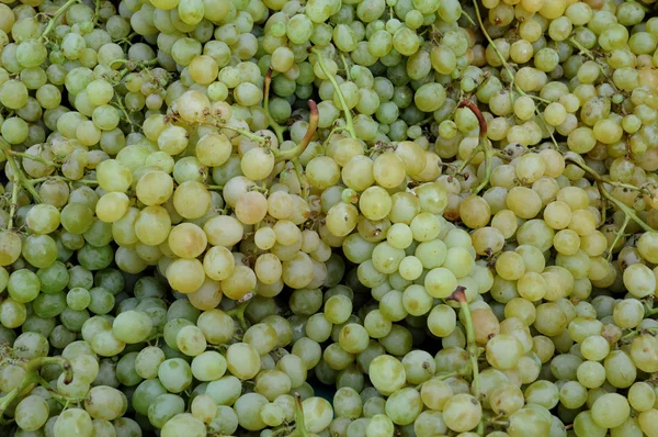 stock image Close up of Grape