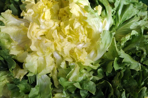Közelről saláta — Stock Fotó