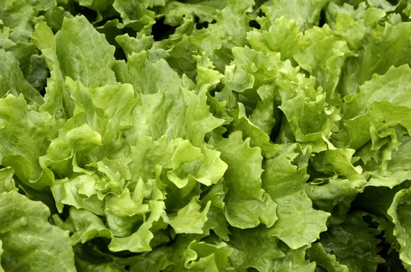 Zblízka salátu — Stock fotografie