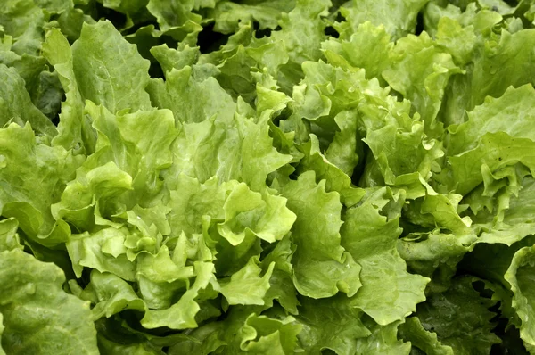 Sluiten van salade — Stockfoto