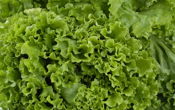 Zblízka salátu — Stock fotografie