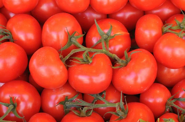 stock image Tomato