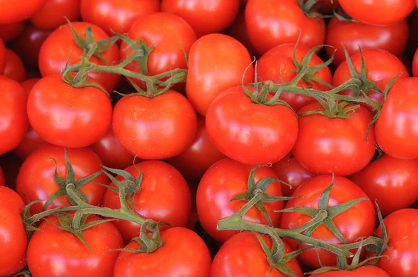 stock image Tomato