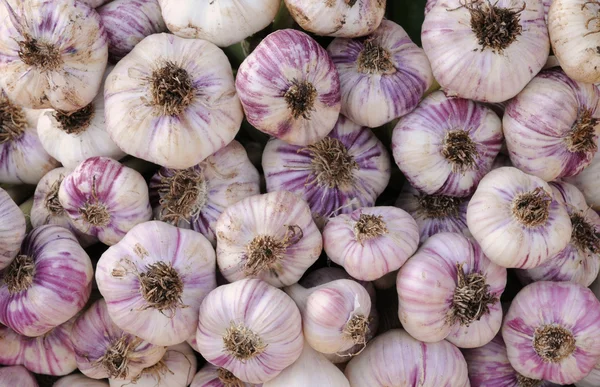 stock image Garlic