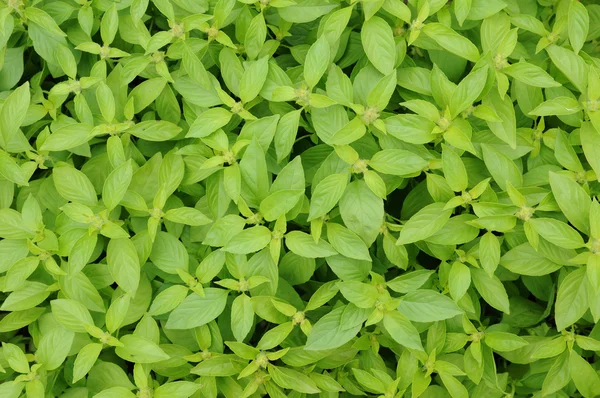 stock image Lemon basil