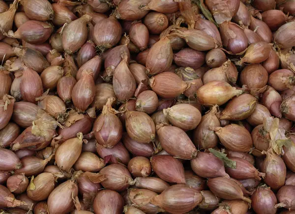 Shallot. —  Fotos de Stock