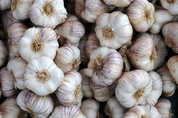 stock image Garlic