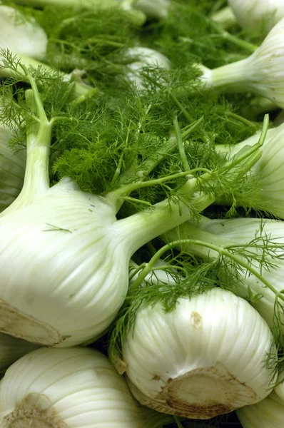 stock image Fennel